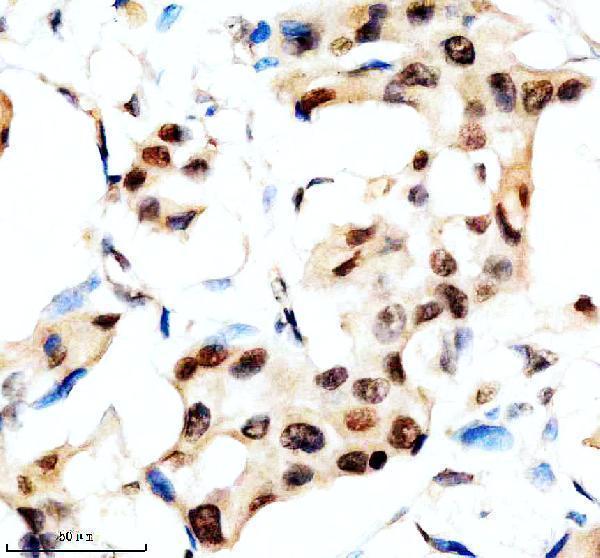 a02388 1 slx4 primary antibodies ihc testing 1