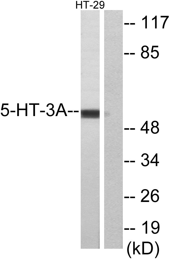a02391 1 htr3a primary antibodies wb testing 2