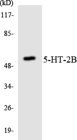 a02391 1 htr3a primary antibodies wb testing 3