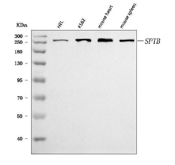 a02392 sptb primary antibodies wb testing 1