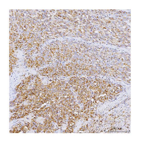  IHC analysis of GADD34/PPP1R15A using anti-GADD34/PPP1R15A antibody (A02394-2)