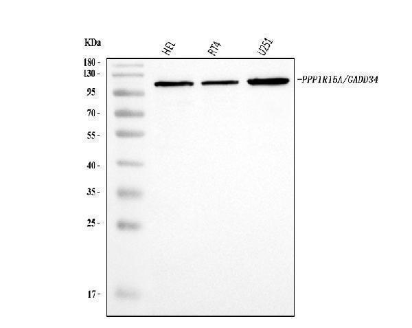  Western blot analysis of GADD34/PPP1R15A using anti-GADD34/PPP1R15A antibody (A02394-3)