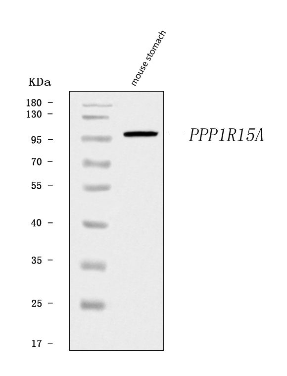  Western blot analysis of GADD34/Ppp1r15a using anti-GADD34/Ppp1r15a antibody (A02394-4)