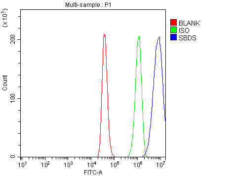  Flow Cytometry analysis of HEL cells using anti-SBDS antibody (A02396-1)