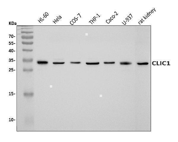  Western blot analysis of CLIC1 using anti-CLIC1 antibody (A02397-1)