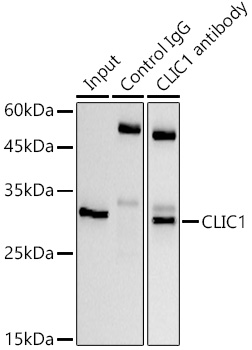 a02397 clic1 primary antiboties ip testing 4