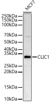 a02397 clic1 primary antiboties wb testing 1