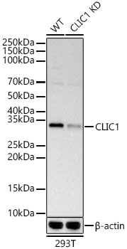 a02397 clic1 primary antiboties wb testing 2