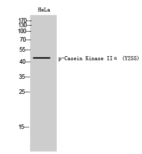 Western Blot analysis of HeLa cells using Phospho-Casein Kinase IIα (Y255) Polyclonal Antibody cells nucleus extracted by Minute TM Cytoplasmic and Nuclear Fractionation kit 