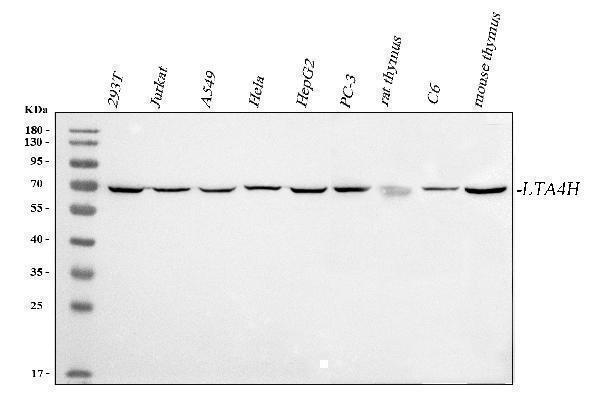 a02399 1 lta4h primary antibodies wb testing 1
