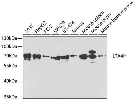 a02399 lta4h primary antiboties wb testing 1