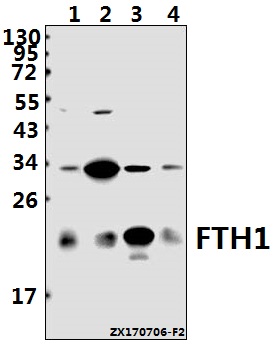 Western blot (WB) analysis of FTH1 polyclonal antibody at 1:1000 dilution
Lane1:L02 whole cell lysate(10ug)
Lane2:C6 whole cell lysate(40ug)
Lane3:MEF whole cell lysate(20ug)
Lane4:U-87MG whole cell lysate(10ug)