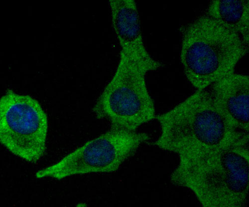 ICC staining Ferritin Heavy Chain in A549 cells (green)