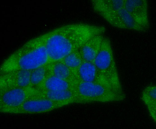 ICC staining Ferritin Heavy Chain in Hela cells (green)