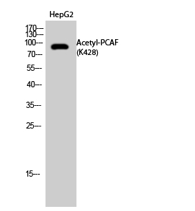 a02403 1 kat2b primary antibodies wb testing 2