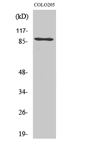 a02403 kat2b primary antibodies wb testing 2