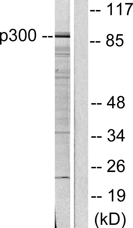 a02403 kat2b primary antibodies wb testing 3