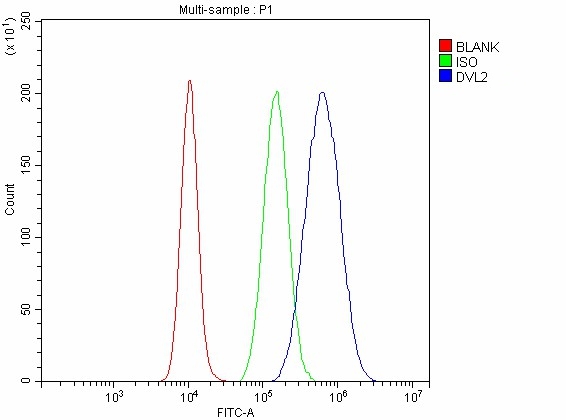  Flow Cytometry analysis of A431 cells using anti-DVL2 antibody (A02404-4)