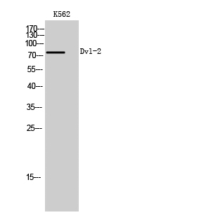 Western blotting validation for Anti-Dvl-2 Antibody A02404
Western Blot (WB) analysis of K562 cells using Dvl-2 polyclonal antibody