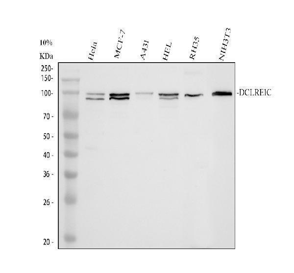 Western blot analysis of DCLRE1C using anti-DCLRE1C antibody (A02405-2)