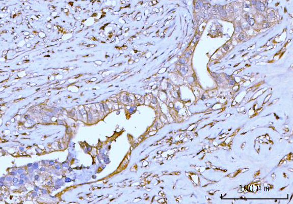  IHC analysis of GNB3 using anti-GNB3 antibody (A02407-2)