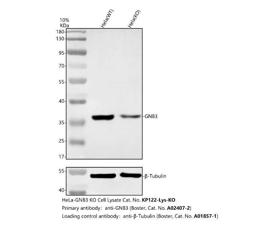 a02407 2 gnb3 primary antibodies wb testing 2