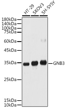 Western blot analysis of extracts of various cell lines, using GNB3 antibody  at 1:1000 dilution
