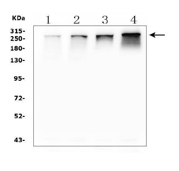 a02408 nf1 primary antibodies wb testing 1_1
