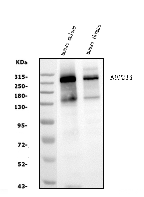 a02408 nup214 primary antibodies wb testing 2_1