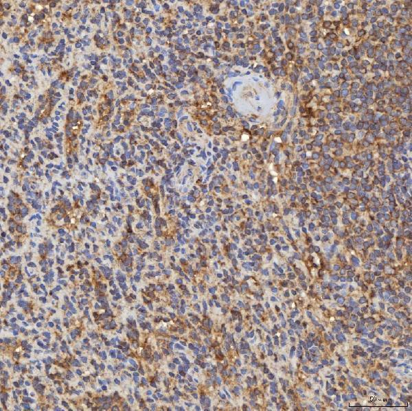 a02409 1 rab7a primary antibodies ihc testing 10