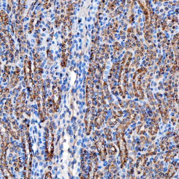 a02409 1 rab7a primary antibodies ihc testing 12