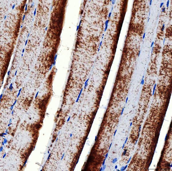 a02409 1 rab7a primary antibodies ihc testing 13
