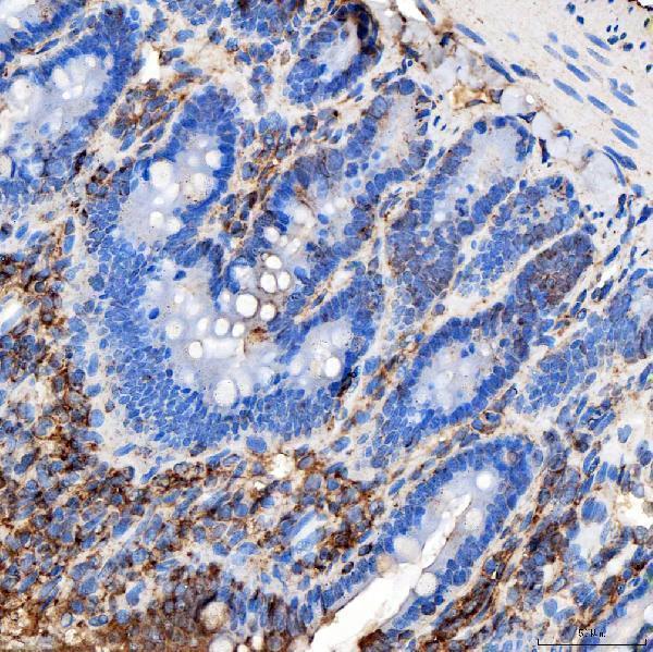 a02409 1 rab7a primary antibodies ihc testing 15