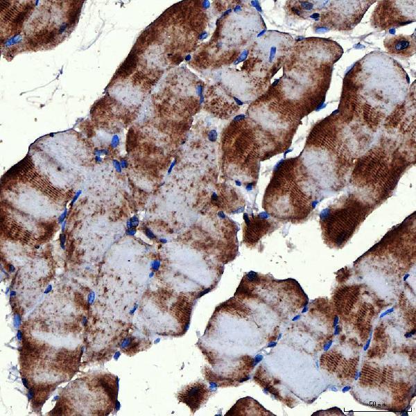 a02409 1 rab7a primary antibodies ihc testing 18