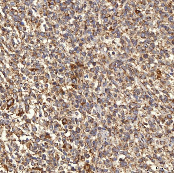 a02409 1 rab7a primary antibodies ihc testing 2