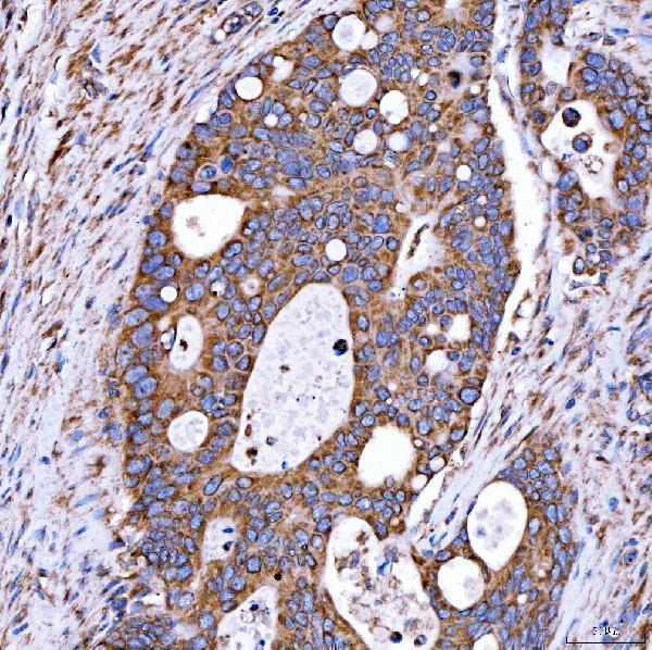 a02409 1 rab7a primary antibodies ihc testing 3