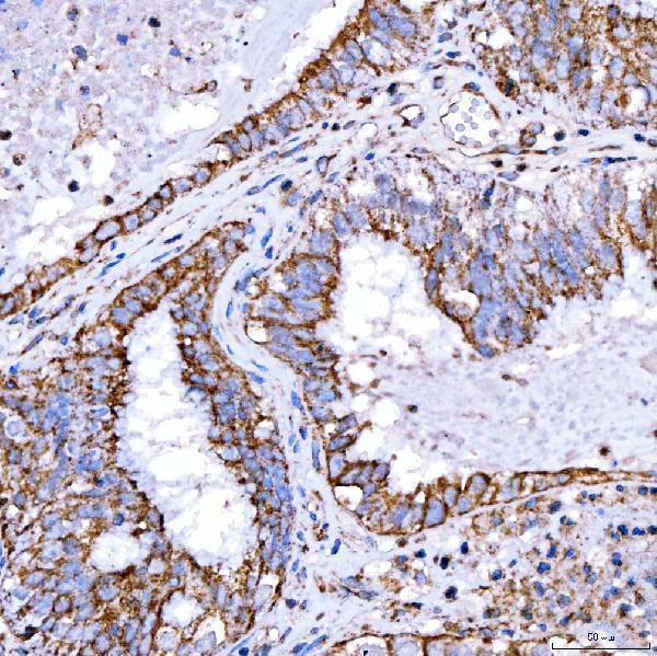 a02409 1 rab7a primary antibodies ihc testing 4
