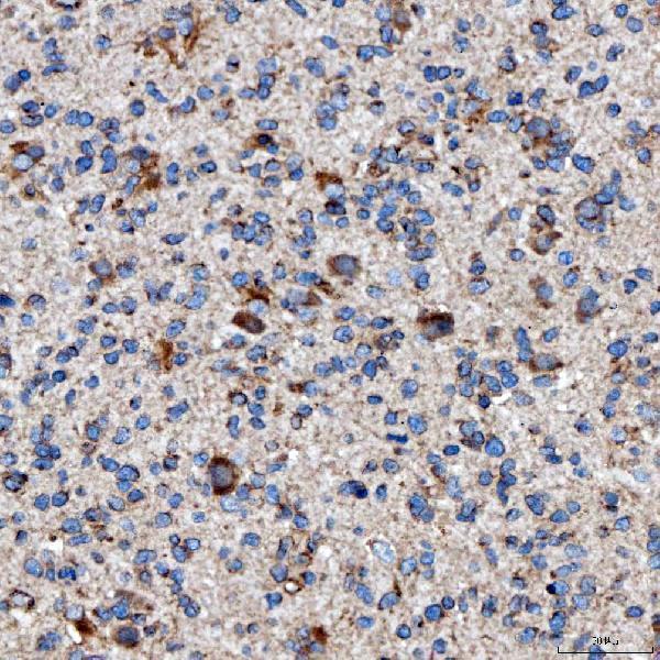 a02409 1 rab7a primary antibodies ihc testing 5