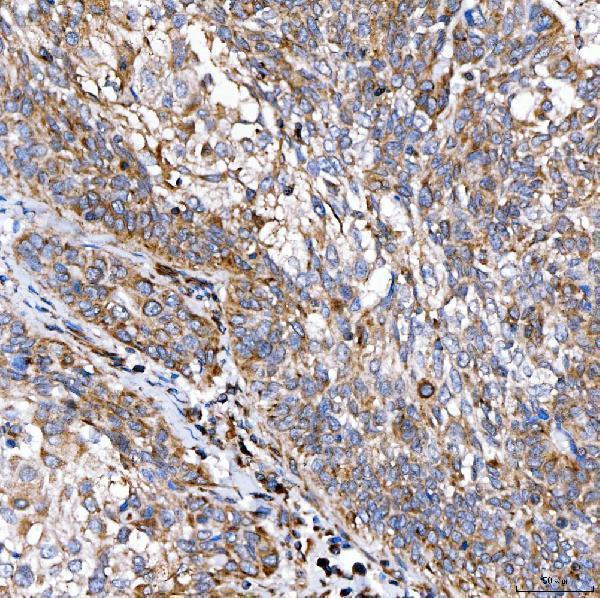 a02409 1 rab7a primary antibodies ihc testing 6
