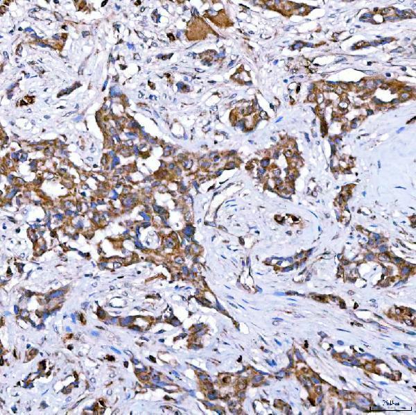 a02409 1 rab7a primary antibodies ihc testing 7