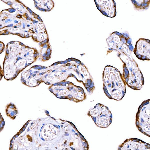a02409 1 rab7a primary antibodies ihc testing 8