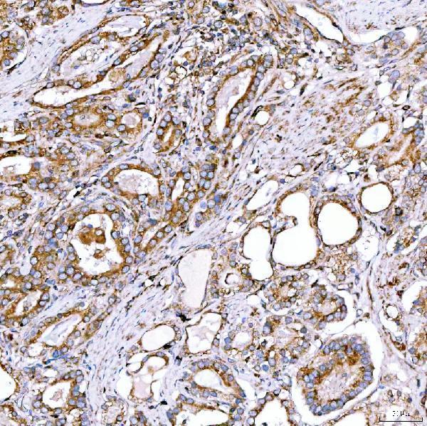 a02409 1 rab7a primary antibodies ihc testing 9
