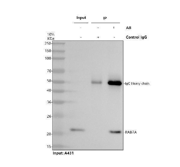 a02409 1 rab7a primary antibodies ip testing 1