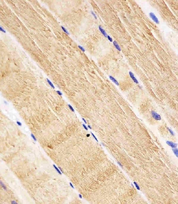 a02409 anti rab7 antibody c term ihc p testing 4