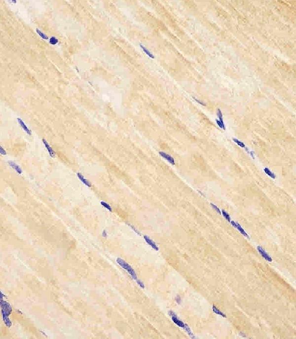 a02409 anti rab7 antibody c term ihc p testing 5