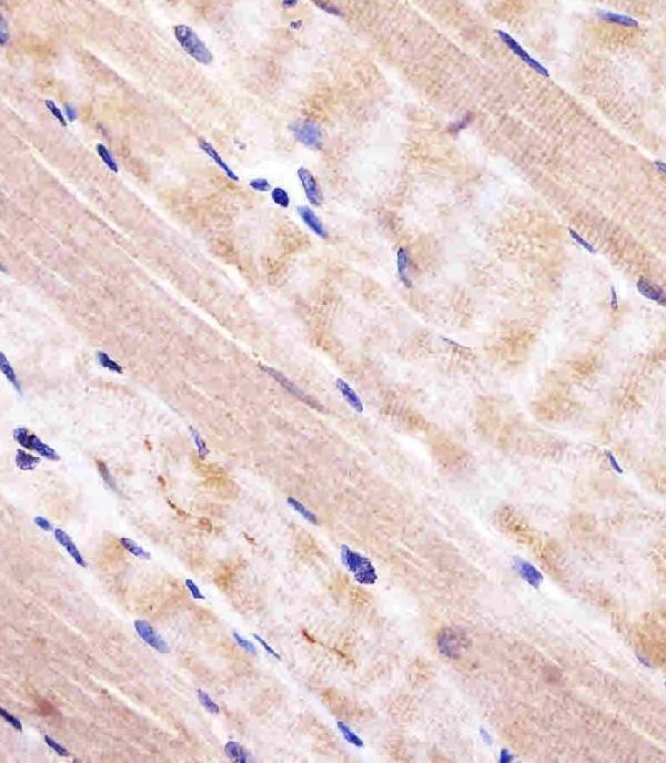 a02409 anti rab7 antibody c term ihc p testing 6