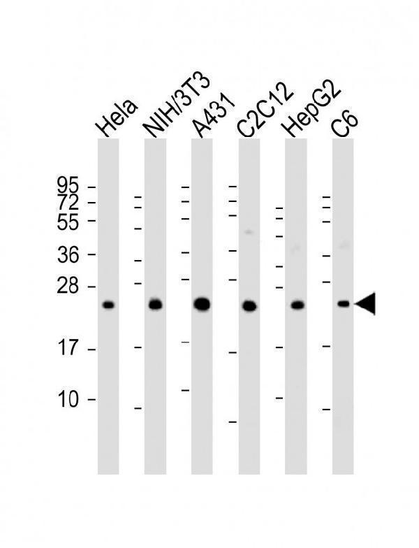 a02409 anti rab7 antibody c term wb testing 1
