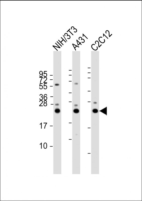 a02409 anti rab7 antibody c term wb testing 2