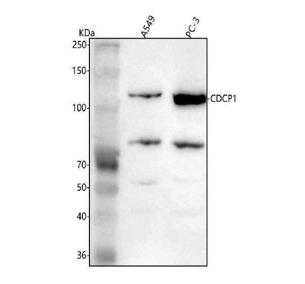  Western blot analysis of CDCP1 using anti-CDCP1 antibody (A02411-1)