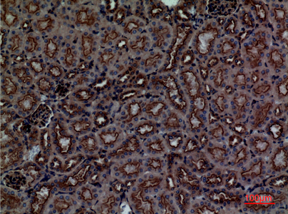 Immunohistochemical analysis of paraffin-embedded mouse-kidney, antibody was diluted at 1:100